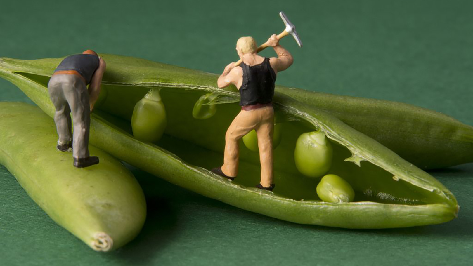 设计的种子封面